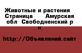  Животные и растения - Страница 11 . Амурская обл.,Свободненский р-н